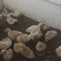 جوجه بوقلمون یک ماهه|حیوانات مزرعه|نگین شهر, |دیوار