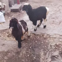 بره نرماده دوقلو دونه ۸۶۰۰|حیوانات مزرعه|مسجد سلیمان, |دیوار