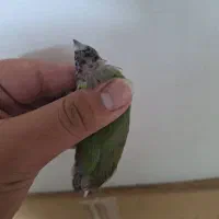 فنچ گلدین و کینگ و کوتوله مولد و سرلاکی و قناری|پرنده|اصفهان, دوطفلان|دیوار