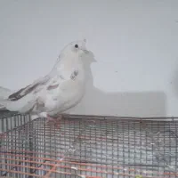 کبوتر اصفهانی