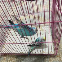 مرغ عشق|پرنده|سردشت, |دیوار