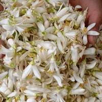 بهار نارنج تازه