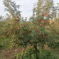 زمین