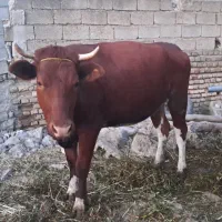 تریسه جوان گاو کم یاب گوشتی مخصوص  قربانی