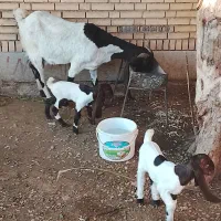 بز دوقلو زاه|حیوانات مزرعه|شوشتر, |دیوار