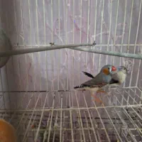 فنج|پرنده|چابهار, |دیوار