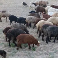 میش خوب و سرحال