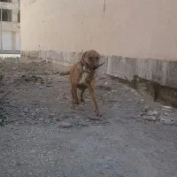 افغان 18ماهه