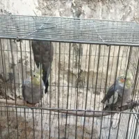 چهار تا عروس هلندی|پرنده|پلدشت, |دیوار