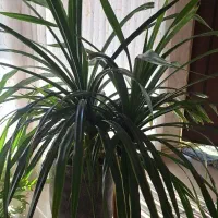 گلخانه گلدان گل آپارتمانی