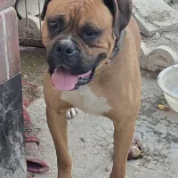 یک جفت سگ نژاد باکستر * مولد*