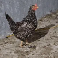 مرغ تخمگذار  کردی و جوجه و بوقلمون