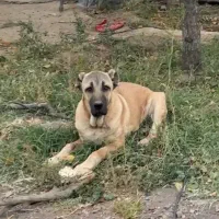 سگ سرابی دزدیده شده از مراغه روستای قشلاق