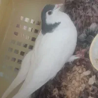 از او بالا کفتر میاید