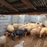 گوسفندو بزوبزغاله|حیوانات مزرعه|املش, |دیوار