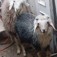 دوتا بره نر