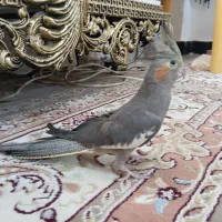 عروس هلندی ماده|پرنده|نورآباد, |دیوار