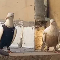 کفتر سینه دم خطی