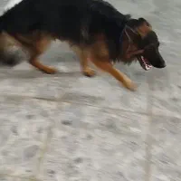 دوعدد سگ ژرمن|سگ|بوشهر, |دیوار