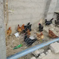 مرغ تخم گذار جوان  و جوجه لاری دانگ بالا