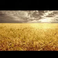 معجزه ی رشد تمام محصولات کشاورزی