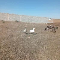 غاز و اوردک اسراعیلی