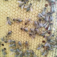 زنبور نژاد کارنیکاf1 ایسترم