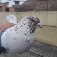 کفتر|پرنده|تهران, ازگل|دیوار