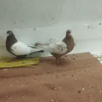 کبوتر بهبهانی