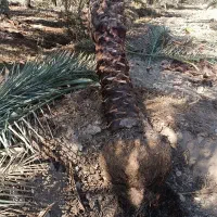 خرید فروش انواع نخل|خدمات باغبانی و درختکاری|شادگان, |دیوار