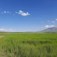 زمین دیم کشاورزی|فروش دفتر صنعتی، کشاورزی، تجاری|نهاوند, |دیوار