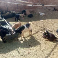 کهره نر