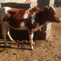 گوساله دورگ