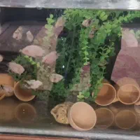 سیچلاید جفت نرماده