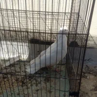 کفتر اراکی ماده