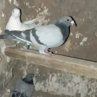 کفتر پرشی نر