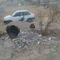 بوقلمون|حیوانات مزرعه|یاسوج, |دیوار