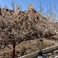 ۱۰۰۰ متر باغچه ۲۱۰ متر بنا دارای کنتور جابان