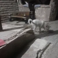 توله ۶ماه