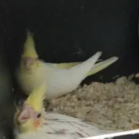 عروس هلندی|پرنده|محمدشهر, ولدآباد|دیوار