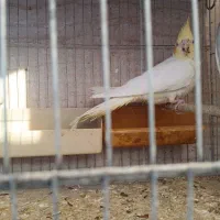 عروس هلندی|پرنده|گرگان, |دیوار