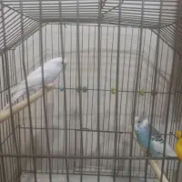 یک جفت مرغ عشق سرحال وآماده باقیمت مقطوع ۴۰۰تومان|پرنده|اهر, |دیوار