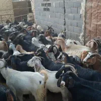 بز داشتی