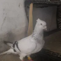 کبوتر سبز روشن