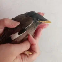 پرنده