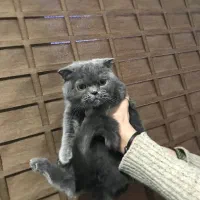 گربه پرشین|گربه|تهران, تهرانسر مرکزی|دیوار