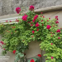 مشارکت درساخت