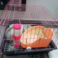 خرگوش