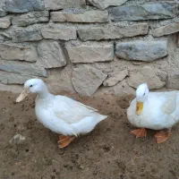 مرغابی حیوانات محلی