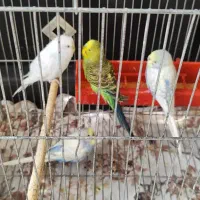 مرغ عشق|پرنده|نجف‌آباد, گلبهار|دیوار